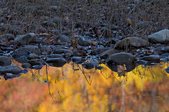 Autumn;Big South Fork National Recreation Area;Branches;Fall;Foliage;Gold;grass;Green;Leaf;Leafy;Leaves;Orange;Pine;Reflection;Reflections;Rocks;Tennessee;Vein;Water;Yellow